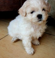 /album/fotogaleria/a1312404680-235790528-3-schi-tzu-sicu-zvierata-jpg/