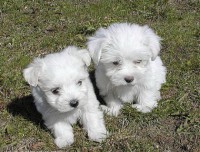 /album/fotogaleria/maltezak-a-westik1-jpg/