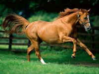 /album/fotogaleria/running-horse1-jpg/
