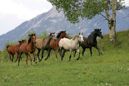 Kôň dokáže svoju naládu vyjadriť celým telom, najmä však ušnicami, hlasom, pyskami a pohybom nôh. Dáva tak zreteľne najavo, čo chce alebo čo odmieta. Tieto signály sú pre všetky druhy koní rovnaké a pomocou nich sa vzájomne dorozumievajú.