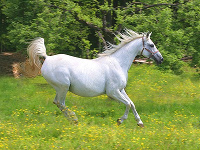 "Plnokrvník" je všeobecne citlivý a rýchly závodný kôň, "studenokrvník" je naopak typ pokojného a silného ťažného koňa a "teplokrvník" je kríženec oboch predchádzajúcich plemien.