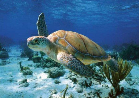 Vodné korytnačky sa od suchozemských líšia tým, že majú celkovo slabšie telo, menej vyklenutý pancier, medzi prstami plávacie blany a na suchu i vo vode sú rýchlejšie než ostatné typy korytnačiek .