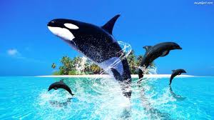 v angličtine známa ako killer whale čiže veľryba zabijak, je najväčším členom čeľade delfínovité. Ide o druhého najrozšírenejšieho cicavca na Zemi (po človeku), možno ju nájsť vo všetkých svetových oceánoch. Je všestranným dravcom, požiera ryby,vtáky atď.