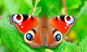 Motýle zaraďujeme nesporne k najkrajším príslušníkom triedy hmyzu.